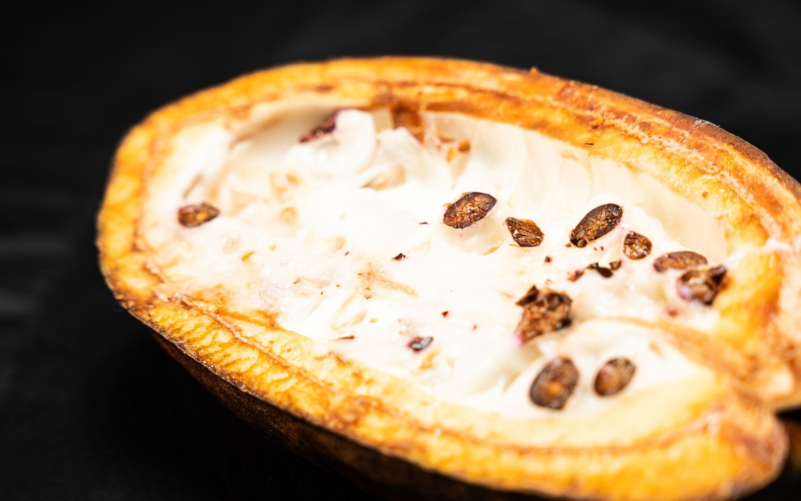 Two split cacao pods on a wooden surface, the white pulp and purple-brown seeds exposed, hands of an adult worker holding the halves open