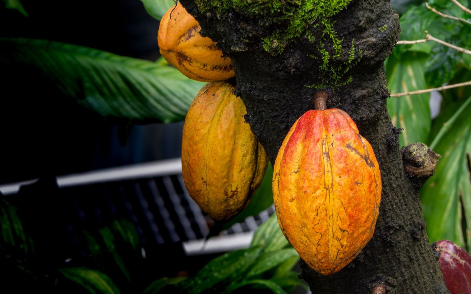 Ripe orange and yellow cacao pods growing directly on the trunk of a tree, in leaf shade