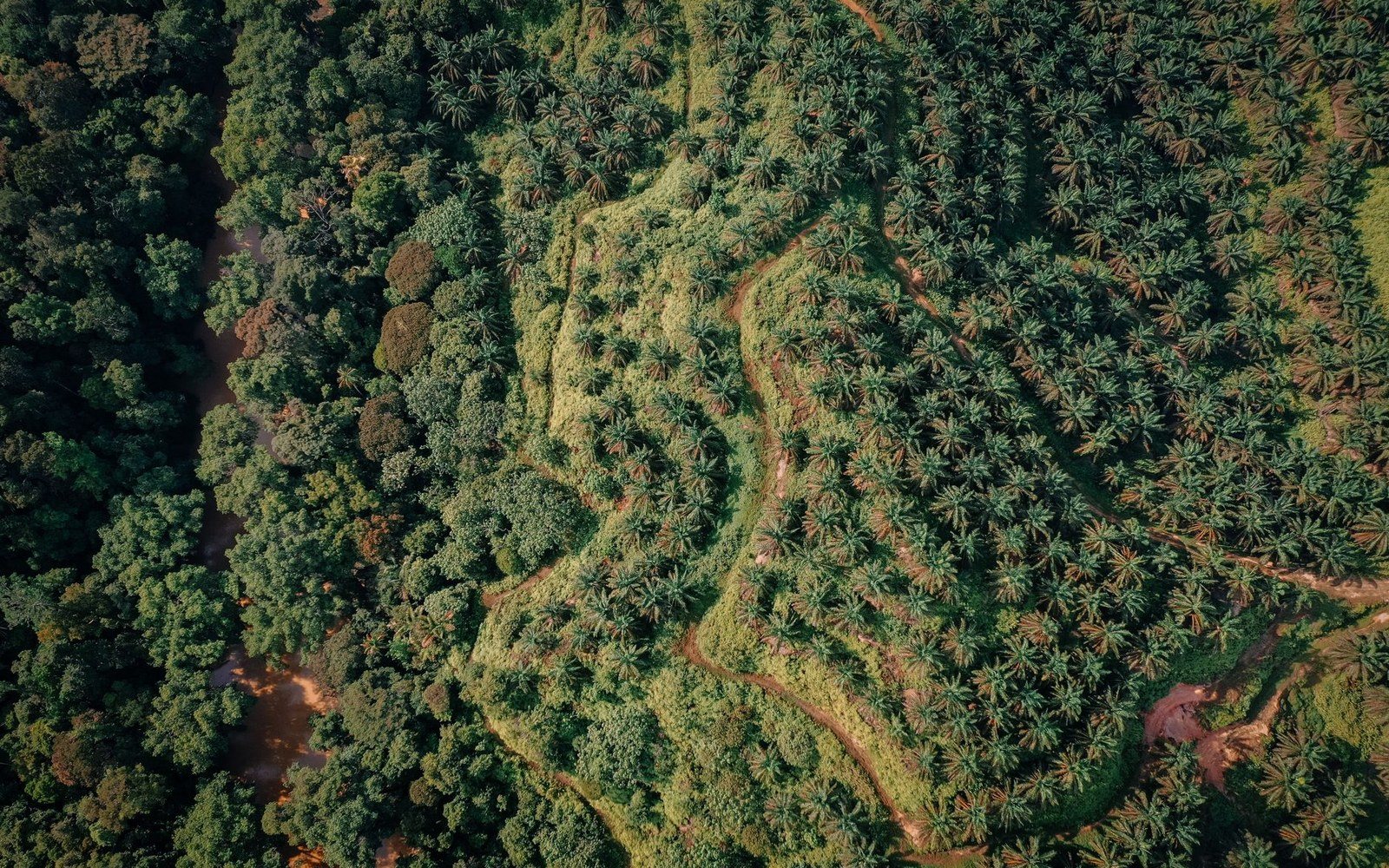 An aerial view of planted rows meeting darker uncleared forest, a river running between them