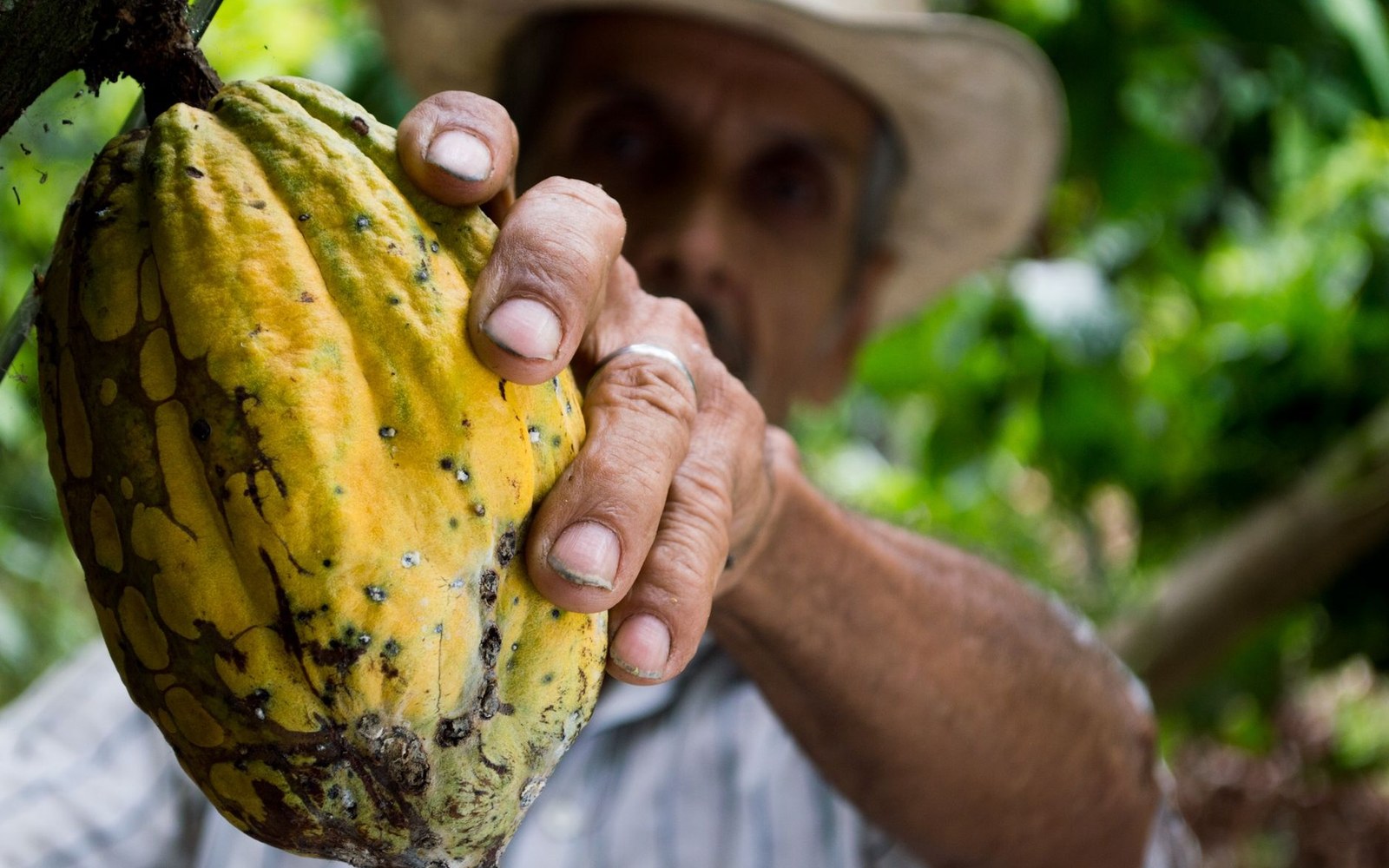 An older farmer in a straw hat holding a ripening yellow cacao pod on the tree
