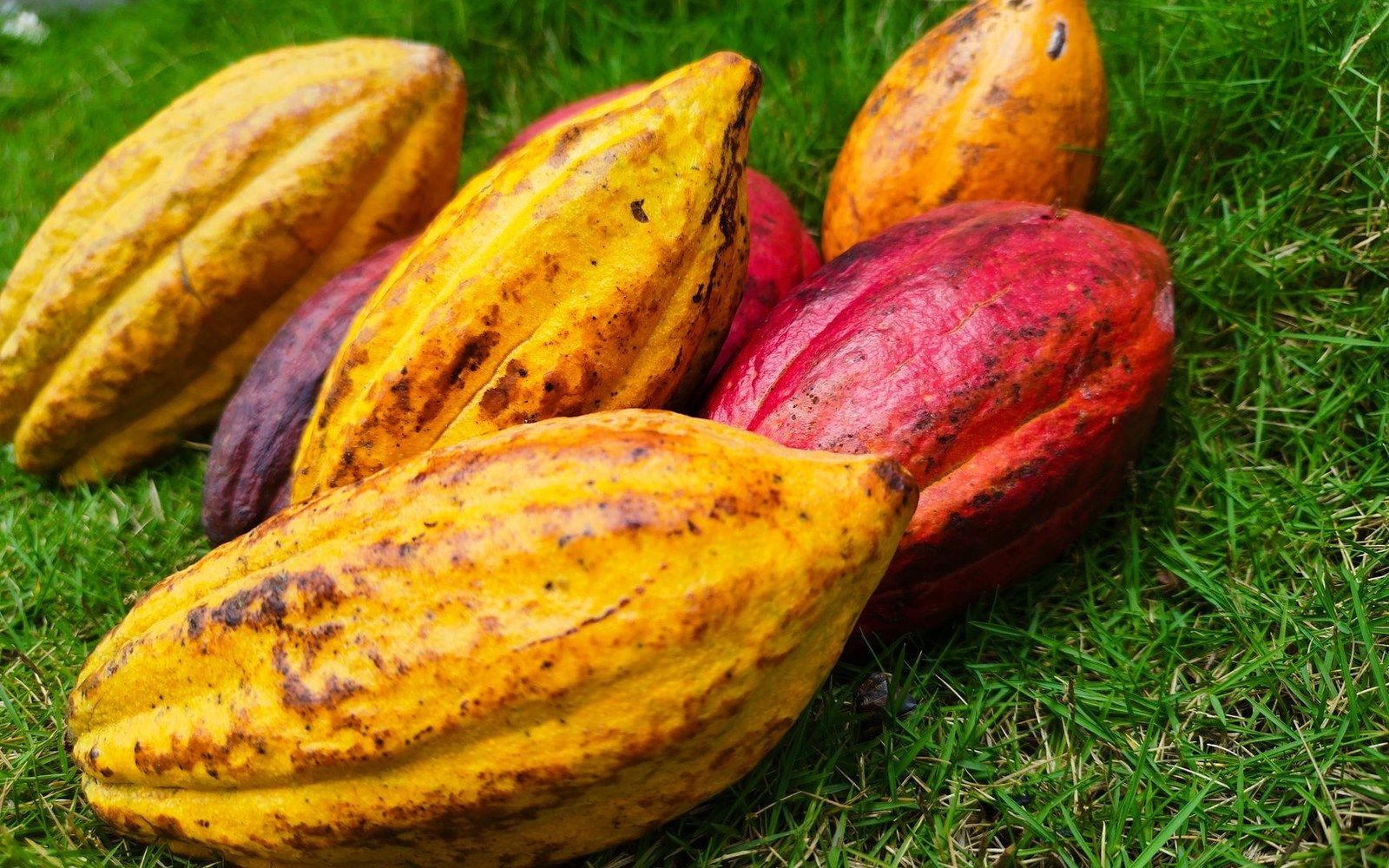 Five ripe yellow and red cacao pods laid together on grass after cutting